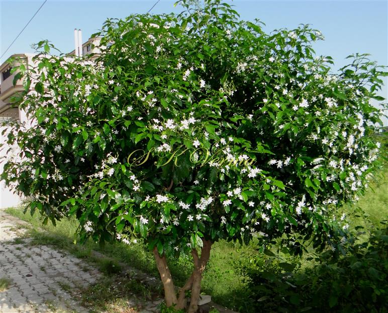  Plant